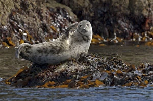 2020VISION 1 Gallery: Atlantic grey seal (Halichoerus grypus) hauled out on rocks at the Cairns of Coll