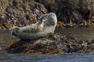 Prints of Atlantic grey seal (Halichoerus grypus) hauled out on rocks at the Cairns of Coll, with flipper in the air, Inner Hebrides, Scotland, UK, July 2011 2020VISION Prints: Atlantic grey seal (Halichoerus grypus) hauled out on rocks at the Cairns of Coll
