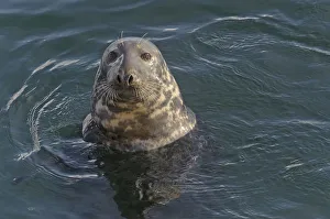 Atlantic grey seal (Halichoerus grypus) in Lerwick harbour, Shetland Islands, Scotland