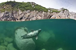 Green Colour Prints: Atlantic grey seal (Halichoerus grypus) swimming beneath the surface, Lundy Island