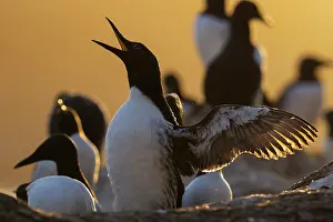 Varanger Peninsula Prints: Atlantic guillemot (Uria aalge) calling and flapping wings at sunset with colony in background