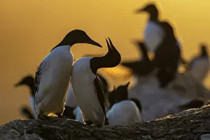 Varanger Peninsula Prints: Atlantic guillemot (Uria aalge) pair