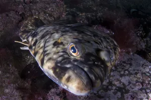 Magnus Lundgren Prints: Atlantic halibut (Hippoglossus hippoglossus) portrait, Saltstraumen, Bod, Norway