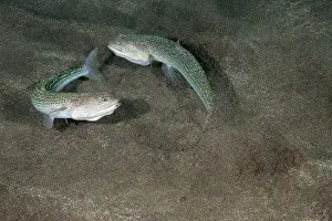 High Angle View Prints: Two Atlantic lizardfish (Synodus saurus) fighting