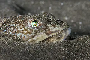 Lanternfish Prints: Atlantic lizardfish (Synodus saurus) on seabed