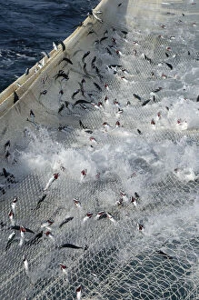 Atlantic mackerel (Scomber scombrus) in the net of Shetland pelagic trawler Charisma'