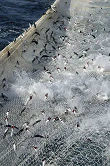 Atlantic mackerel (Scomber scombrus) in the net of Shetland pelagic trawler Charisma