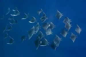 Images Dated 8th October 2020: Atlantic mobula ray (Mobula hypostoma) group swimming in Caribbean Sea