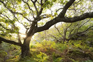 Atlantic oak wood (Quercus petraea), Achduart, Coigach and Assynt, Sutherland, Scotland