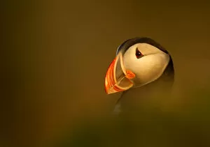 Images Dated 14th June 2011: Atlantic Puffin (Fratercula arctica) portrait in late evening light, Latrabjarg, Iceland