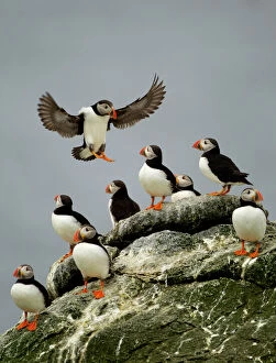British Birds Gallery: Atlantic Puffin (Fratercula arctica) one landing among resting group, Sule Skerry