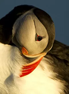 Images Dated 23rd June 2011: Atlantic Puffin (Fratercula arctica) preening in late evening light, Heimaey, Westman Isles