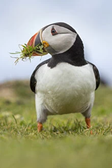 Atlantic puffin (Fratercula arctica) gathering grass for its nest. Isle of Lunga
