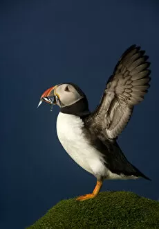 Images Dated 13th July 2009: Atlantic Puffin (Fratercula arctica) wing stretching with sand eels in beak, Flannan Isles