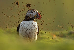 Images Dated 21st April 2011: Atlantic Puffin (Fratercula arctica) covered by mud from its partner digging out