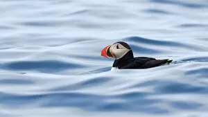 Atlantic puffin (Fratercula arctica) swimming on the ocean surface, Svalbard, Norway