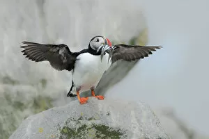 February 2023 Highlights Collection: Atlantic puffin (Fratercula arctica) standing on rock with fish in beak, with wings spread