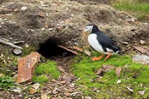 Fratercula Prints: Atlantic puffin (Fratercula arctica) bringing grass