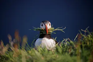 Fratercula Prints: Atlantic puffin (Fratercula arctica) carrying grass in its beak for nesting material