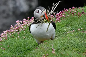 Fratercula Prints: Atlantic puffin (Fratercula arctica) collecting nesting material on clifftop