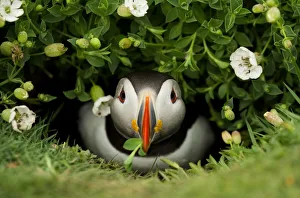 Atlantic Puffin (Fratercula arctica) coming out of its burrow with a gift, Skomer Island