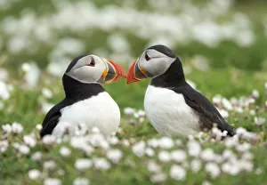 Atlantic Puffin (Fratercula arctica) courtship display, rubbing bills, Skomer Island