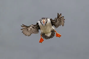 British Birds Collection: Atlantic Puffin (Fratercula arctica) in flight, coming into land with beak full of sand eels