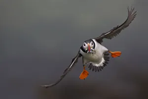 Atlantic Puffin (Fratercula arctica) in flight, Treshnish Isles, Scotland, UK, July