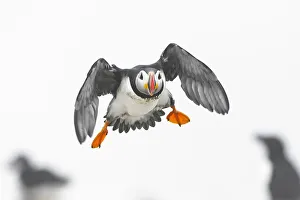 Acadia National Park Gallery: Atlantic puffin (Fratercula arctica) in flight, Machias Seal Island off the coast of Maine
