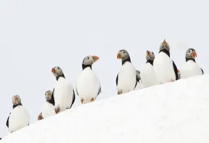 Atlantic Puffin (Fratercula arctica) flock resting on a snow bank, Hornoya, Varanger