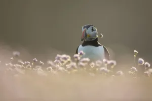 Armeria Vulgaris Gallery: Atlantic puffin (Fratercula arctica) with flower in beak, amongst Thrift (Armeria maritima)