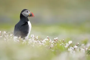 Atlantic puffin (Fratercula arctica) amongst flowering Sea campion (Silene uniflora), Skomer Island, Pembrokeshire, Wales, UK. May