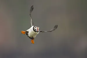 Atlantic puffin (Fratercula arctica) flying with sand eels in beak, Fair Isle, Shetland