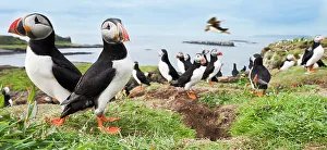 Cliffs Prints: Atlantic puffin (Fratercula arctica) gathering around burrows on cliff top