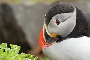 Varanger Peninsula Prints: Atlantic puffin (Fratercula arctica) head portrait