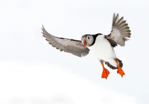 Atlantic Puffin (Fratercula arctica) about to land on snow, Hornoya, Varanger, Norway