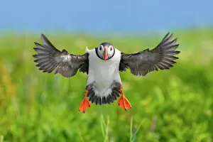 2020 January Highlights Collection: Atlantic puffin (Fratercula arctica) landing, wings outstretched. Machias Seal Island