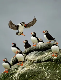 Atlantic Puffin (Fratercula arctica) one landing among resting group, Sule Skerry