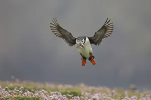 Atlantic puffin (Fratercula arctica) landing with sand eels in beak, Fair Isle, Shetland