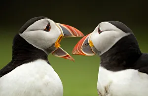 Atlantic Puffin (Fratercula arctica) pair bill rubbing part of courtship ritual, Skomer Island