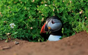 Pembrokeshire Prints: Atlantic puffin (Fratercula arctica) peering out from burrow, Skomer, Wales, UK. June