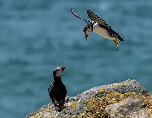 Fratercula Prints: Atlantic puffin (Fratercula arctica) perched on cliff top with another landing