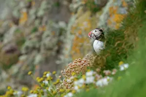 Fratercula Prints: Atlantic puffin (Fratercula arctica) perched on cliffside with beak full of Sandeels prey