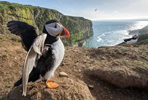 Pembrokeshire Prints: Atlantic puffin (Fratercula arctica) perched on clifftop stretching its wings