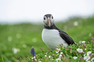 Pembrokeshire Prints: Atlantic puffin (Fratercula arctica) perched among wildflowers
