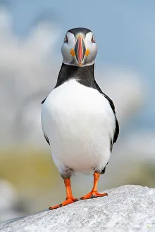 February 2023 Highlights Gallery: Atlantic puffin (Fratercula arctica) portrait, Machias Seal Island, Maine, USA. July