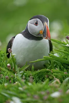 Pembrokeshire Prints: Atlantic puffin (Fratercula arctica) portrait