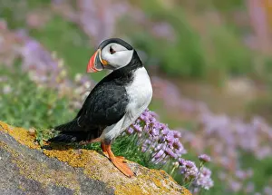 Fratercula Prints: Atlantic puffin (Fratercula arctica) portrait