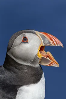 Atlantic puffin (Fratercula arctica) portrait with beak open / calling. Shetland Islands
