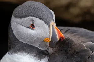 Pembrokeshire Prints: Atlantic puffin (Fratercula arctica) preening close up